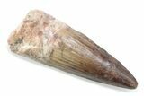 Fossil Spinosaurus Tooth - Real Dinosaur Tooth #370538-1